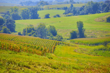 Endless Corn Fields Country Farms of Iowa