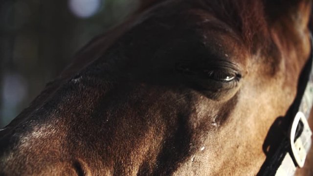 Brown horse eyes close up slow motion