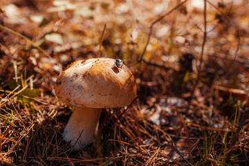 Porcini mushroom grows in the forest. Autumn nature