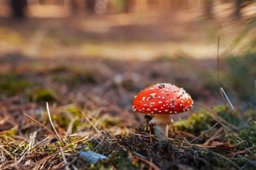 Fly-agaric growing in autumn forest. Close up