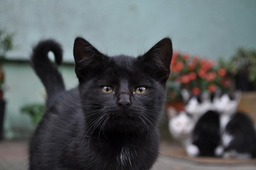 Black and white, black cat  © Василий Шаблий