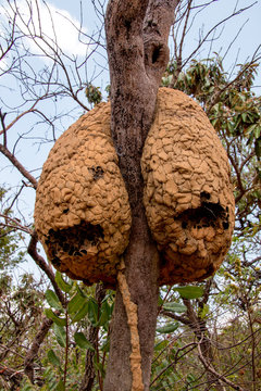 Wasp Nest that are Found in the Savannas of Brazil