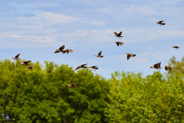Flock of Birds