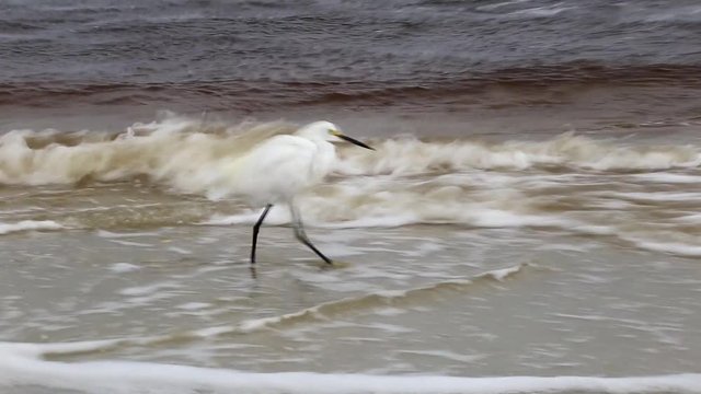 White Bird walking by the sea in florida. Recorded with a canon 6d in 2016.