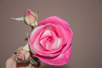 pink rose photo