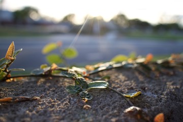 sunlight & leaves