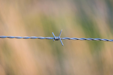 Stacheldraht auf einer Weide in Nahaufnahme