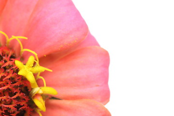 ジニアのクローズアップ