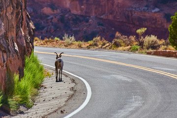 Obraz premium Animal Mountain Goat crossing road