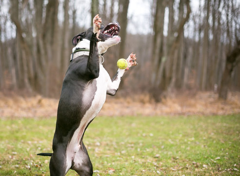 dog catches ball with paws
