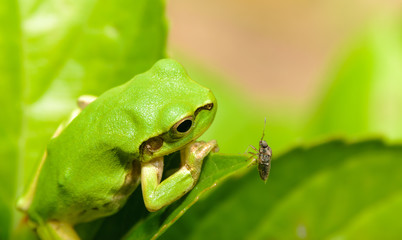 カエルとカメムシの睨み合い