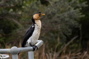 Little Pied Cormorant (Microcarbo melanoleucos) 