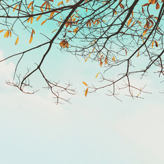 Fototapeta na wymiar foliage autumn tree with sky