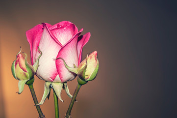 pink rose photo