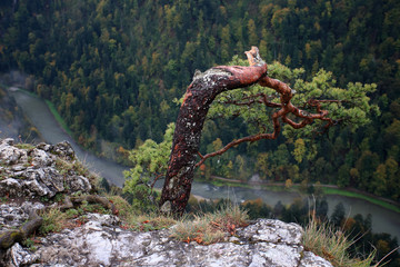 Sosna zwyczajna (Pinus sylvestris) na szczycie Sokolicy w Pieninach - obrazy, fototapety, plakaty