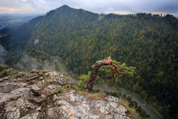 Sosna zwyczajna (Pinus sylvestris) na szczycie Sokolicy w Pieninach - obrazy, fototapety, plakaty