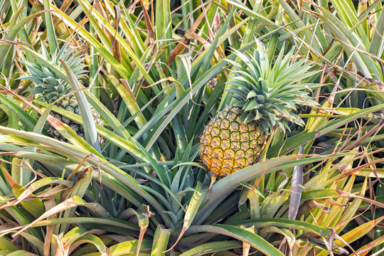 Juicy Sweet Cayenne pineapples in a field on a farm in South Africa.