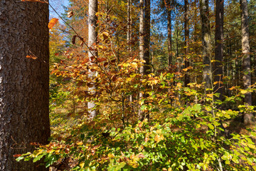 Obraz premium Herbstlicher Wald