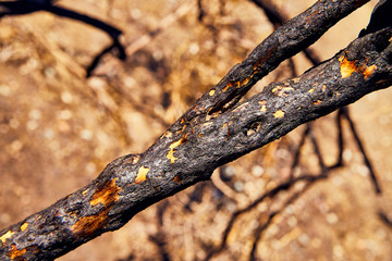 Forest Fire Rocky Mountains Ash