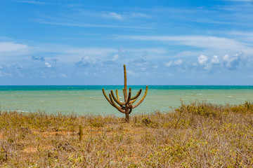 cactus with sea to background.