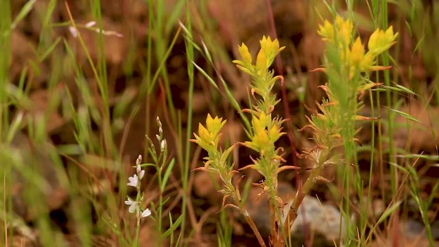 Yellow Seedum Plant in Prairie Grass