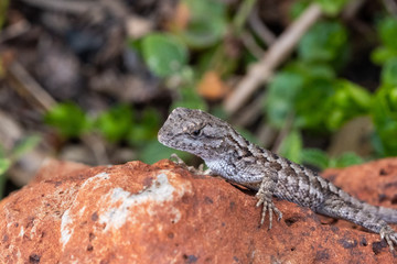 lizard on rock