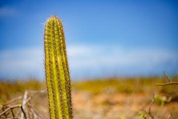 cactus with vegetation and blue sky in the background