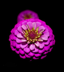 pink flower isolated on black background