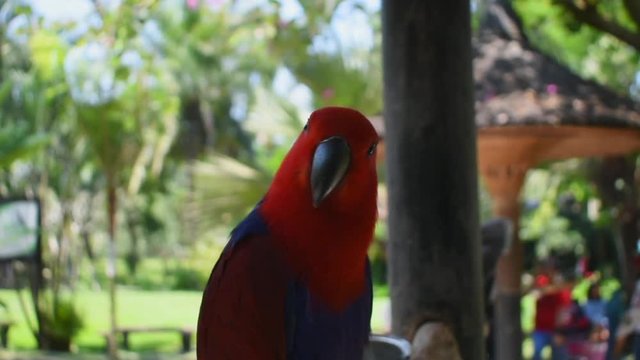 Lory parrot resting on a twig - closeup shot