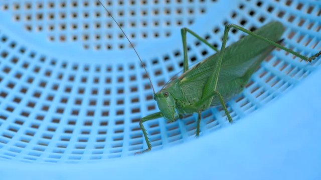 Big green locust female