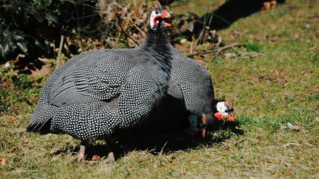 Guinea fowl on the grass.The guinea fowl grazed on the meadow. Poultry, farm, agriculture.2