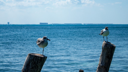 seagulls perching on wooden posts