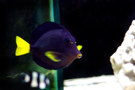 Purple Tang - (Zebrasoma xanthurum)