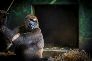 Ape in the Zoo © Kevin Drew Davis