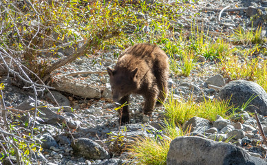Tahoe Bear Cub Fishing