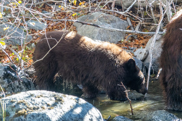 Tahoe Bear Cub Fishing