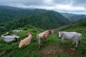 Cows in the rainforest - 228760379