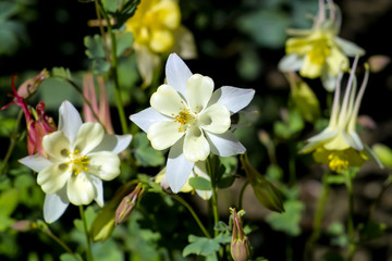 Fototapeta na wymiar Flowers of the Columbine, Aquilegia, blossom in early summer, Bavaria, Germany, Europe
