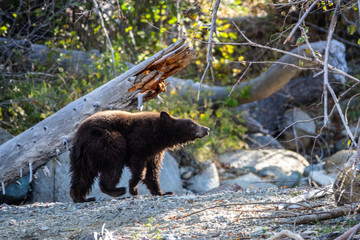 Curious Tahoe Bear Cub