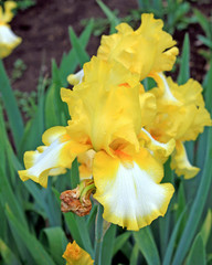 Yellow and White Irises