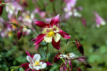 Flowers of the Columbine, Aquilegia, blossom in early summer, Bavaria, Germany, Europe