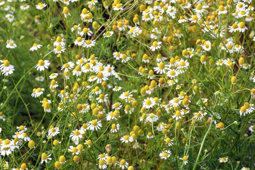 Flowers of the German chamomile, Matricaria chamomilla, Bavaria, Germany, Europe