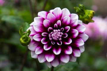 Fototapeten lila und violette Dahlie im Garten © Patrick