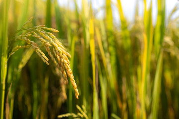 Rice field. Closeup of yellow paddy rice field. Royalty high-quality free stock image of beautiful terrace rice fields prepare the harvest at Northwest Vietnam
