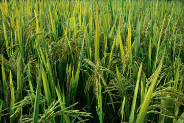 Green rice field. Closeup of green paddy rice field. Royalty high-quality free stock image of beautiful green terrace rice fields or paddy field in Northwest Vietnam, Asia