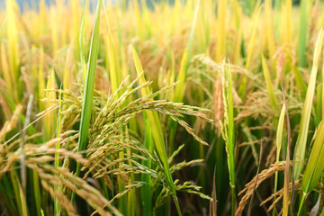 Rice field. Closeup of yellow paddy rice field with golden sun rising in autumn. Royalty high-quality free stock image of beautiful close up of organic rice fields or paddy field prepare the harvest