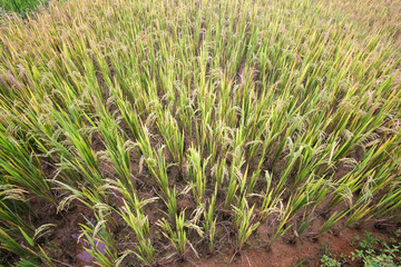 Obraz premium Rice field. Closeup of yellow paddy rice field with green leaf in autumn. Royalty high-quality free stock image of beautiful close up of organic rice fields or paddy field prepare the harvest