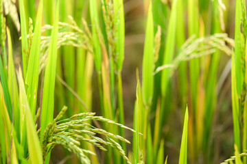 Green rice field. Closeup of green paddy rice field. Royalty high-quality free stock image of beautiful green terrace rice fields or paddy field in Northwest Vietnam, Asia