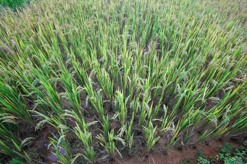 Green rice field. Closeup of green paddy rice field. Royalty high-quality free stock image of beautiful green terrace rice fields or paddy field in Northwest Vietnam, Asia
