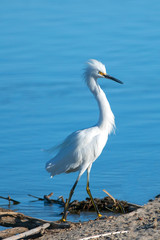 White Egret in the Santa Clara river estuary in Ventura California United States